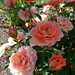 Julie Link Photo 12