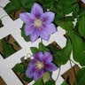 Cindy Chambers Photo 41