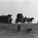 Nancy Mule Photo 6