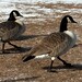 Kathleen Pennington Photo 15
