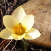 Nancy Kent Photo 22