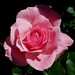 Elizabeth Rose Photo 42