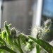 Ruby Green Photo 7