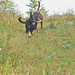 Ralph Wells Photo 40