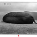 Chao Chang Photo 16