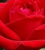 Debra Harmon Photo 25
