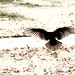 James Crow Photo 24