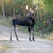Robert Benoit Photo 41