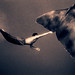 Gregory Colbert Photo 21