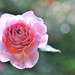 David Abraham Photo 37