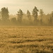 Dawn Fields Photo 17