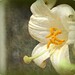Suzanne Jimenez Photo 6