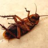 Ricky Roach Photo 4