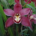 Dorothy Rowe Photo 11