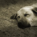 Mark Signor Photo 12