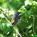 Earl Metzger Photo 8