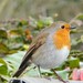 Robin Monaghan Photo 9