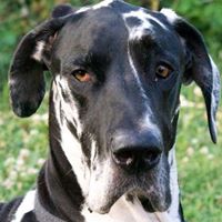 Debra Mellentine Photo 2