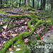 Virginia Root Photo 15