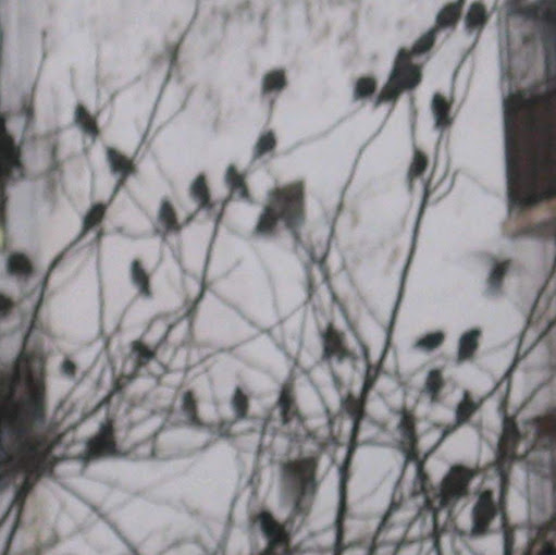 Eugenia Moss Photo 8