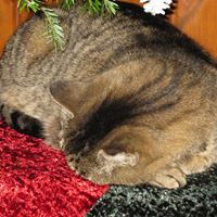 Susan Greeley Photo 25