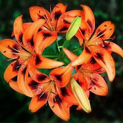 Samantha Bennett Photo 11