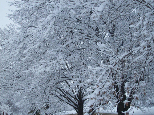 Marsha Evans Photo 8