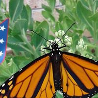 Diana Snider Photo 17