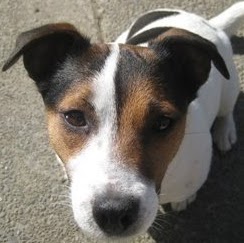 Jack Russell Photo 33