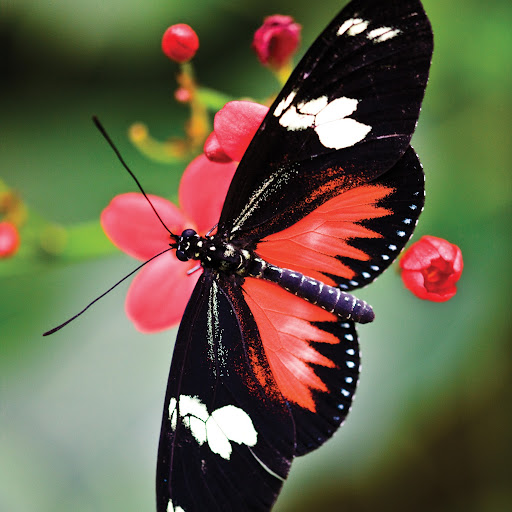 Paula Gibson Photo 37