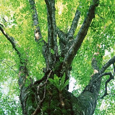 Richard Earl Photo 29