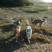 Bobby Roscoe Photo 16