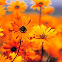 Anas Amer Photo 20