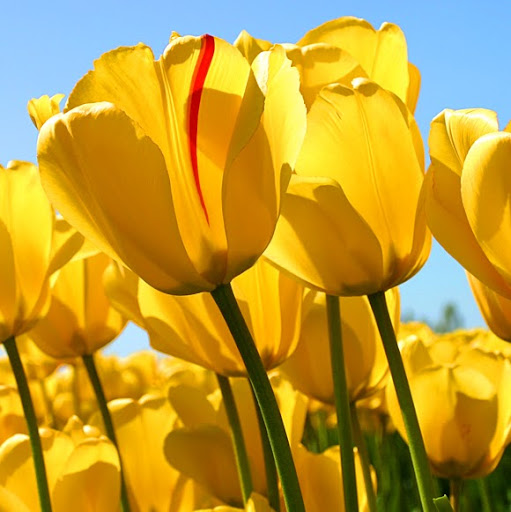 Brenda Collins Photo 7