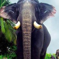 Ravi Pillai Photo 10