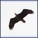 Sherry Eagle Photo 13