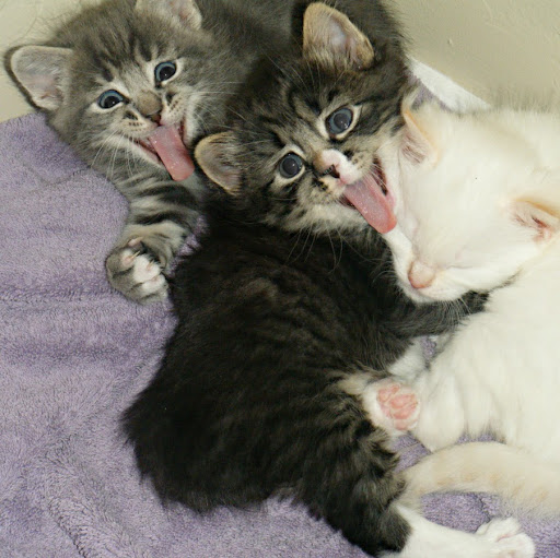 Angela Foreman Photo 14