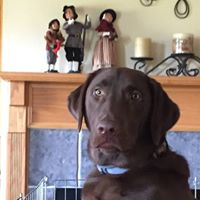 Cheryl Lamb Photo 20