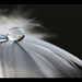 Mark Sheffer Photo 31