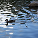 Ray Mallard Photo 11