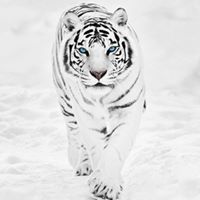 Frederick Hodges Photo 8