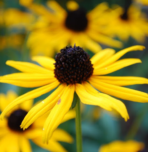 Michelle Terry Photo 30