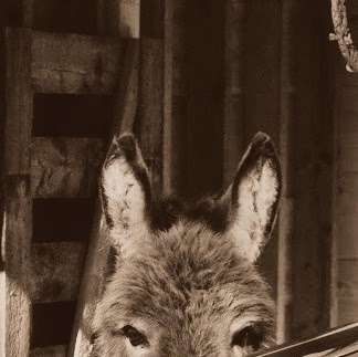 Susan Akers Photo 26