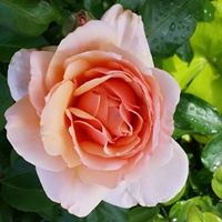 Cindy Mclemore Photo 7