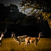 Dawn Buck Photo 25