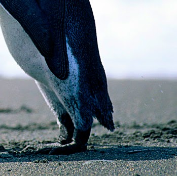 David Abramson Photo 50