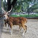 Vera Deer Photo 3