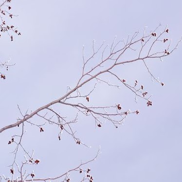 Herbert Martin Photo 43 Herbert Martin Photo 43