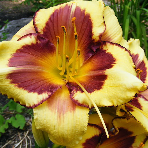 Debbie Berry Photo 19