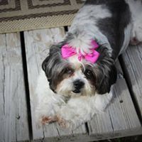 Phyllis Dotson Photo 9